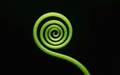 Close-up of a green spiral tendril against a stark black background