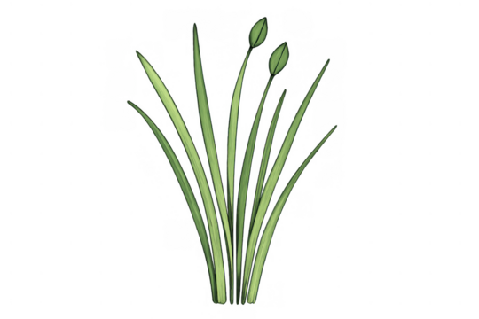 Green grass plant creating a natural fresh border, decorative garden element with isolated transparent background