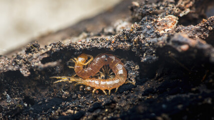 Small centipede hiding in dark rotting wood habitat