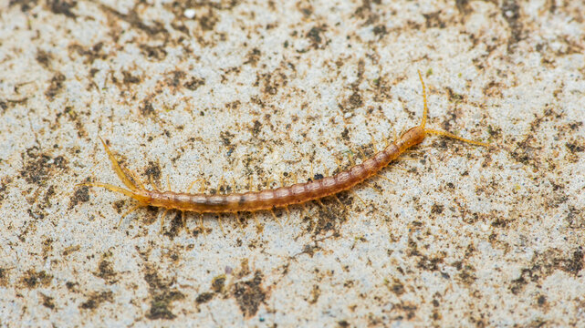Centipede crawling on concrete surface in garden