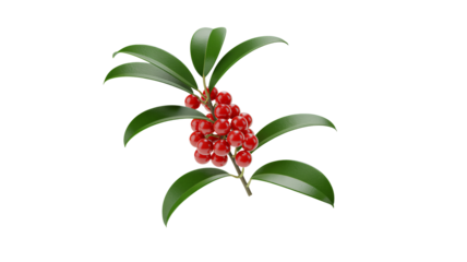 Vibrant red berries cluster on a glossy green leaf branch, perfect for seasonal themes