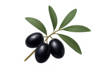 Black olives on an olive branch with green leaves, fresh ripe fruit for healthy food and mediterranean cuisine, transparent background