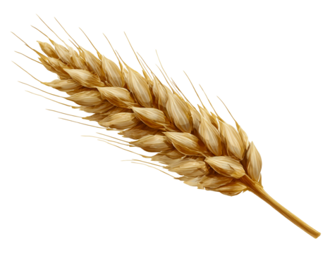 Golden wheat harvest. isolated on transparent background - Powered by Adobe
