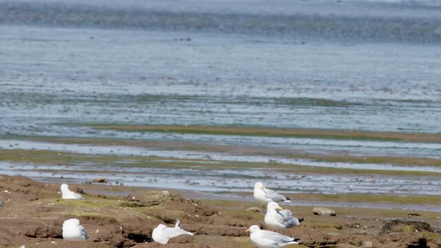 Seagulls Resting and Flying on Cromarty Tidal Flats