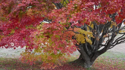 Fotobehang Bordeaux 紅葉  © 金澤　邦隆