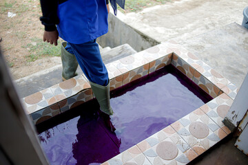 Worker Cleaning Boots in Disinfectant Solution at Hatchery Entrance for Biosecurity