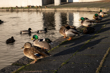 Mallard ducks on the embankment of the river.