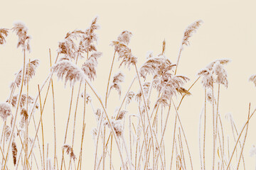 Obraz premium Snow-Covered plants in Winter Landscape, Close-up pampas grass as natural aesthetic pattern, minimalism in beauty of nature, frosty reeds in serene wintertime scenery, beige monochrome neutral tones