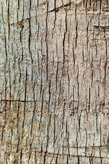 Obraz premium Close up of natural palm tree trunk texture background, natural wood patterns and structured rough tropical wooden surface, macro photo detailed texture of layered bark and fibrous coconut coir