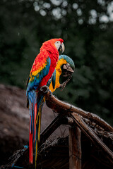 Two parrots are perched on a wooden branch