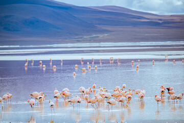 A flock of flamingos are standing in the water