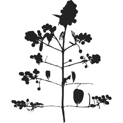 Black Silhouette Of A Plant With Small Berries And Green Leaves Isolated On A Transparent Background Detailed Botanical Illustration
