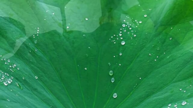Emerald leaf adorned with crystal droplets gleams