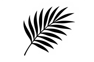 Black palm leaf silhouette creating tropical shadow effect, minimalist design vector illustration on transparent background