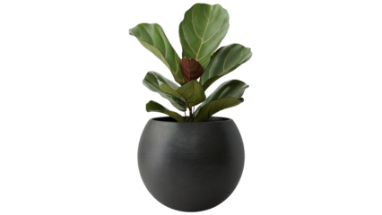 Stylish fiddle leaf fig plant in a modern dark pot, perfect for adding natural elegance to your home or office decor, bringing a touch of tranquility isolated on white or transparent png.