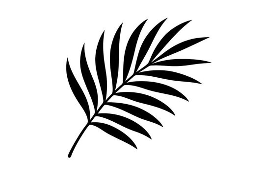 Black palm leaf silhouette creating tropical shadow effect, minimalist design vector illustration on transparent background