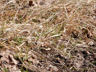 Grass