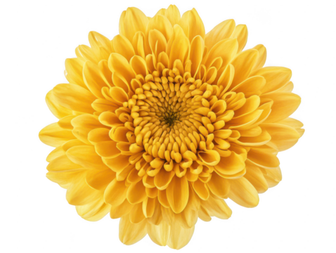 Radiant golden chrysanthemum blossom, a symbol of joy and longevity for designs