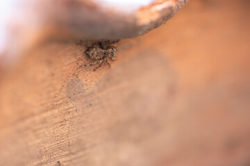 arañita saltarina sobre maceta  © AnaPliego