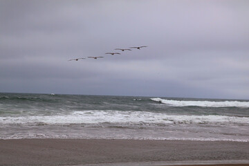 Seagulls Flying Over Ocean Waves