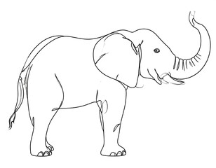 Obraz premium Line drawing of an elephant with trunk raised, against white