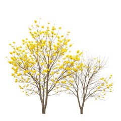 Two tabebuia trees with yellow flowers