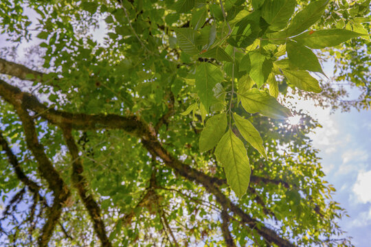 A low-angle view looking up through green tree leaves, backlit by a bright sun, creating a sun flare against a blue sky with soft clouds.