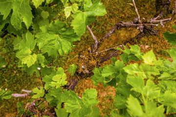 A top-down, close-up photograph capturing the texture of an old, moss-covered grapevine, surrounded by its vibrant green leaves on a bed of dry grass