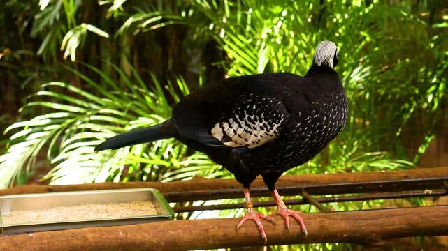 Black-fronted Piping Guan (Aburria jacutinga) perched on a branch &ndash; close-up view of endangered Brazilian bird