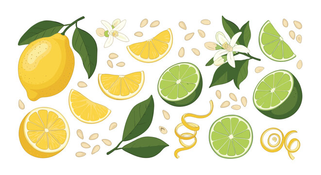 A diverse collection of fresh lemons and limes, showcasing whole fruits, vibrant slices, fragrant blossoms, green leaves, zest, and seeds on white.