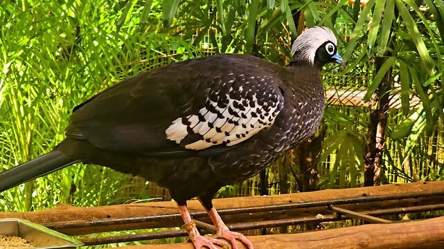 Black-fronted Piping Guan (Aburria jacutinga) perched on a branch &ndash; close-up view of endangered Brazilian bird