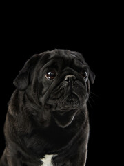 A wrinkled bulldog stares intently, its features emphasized by shadowy lighting against a black background. The textured skin and soulful eyes add personality and depth to the scene.