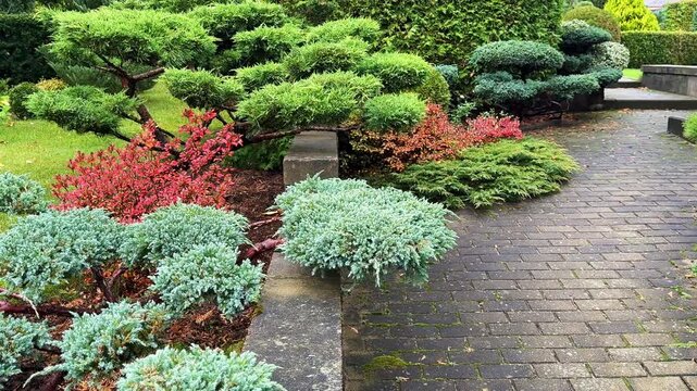 A professionally landscaped garden featuring clipped, trained juniper shrubs and trees alongside a brick walkway, with accents of Azalea Japanese Geisha Red showing vivid autumn red foliage.