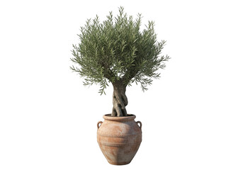 A mature olive tree in a rustic terracotta pot, isolated on a transparent background