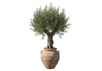 A mature olive tree in a rustic terracotta pot, isolated on a transparent background