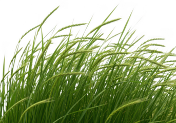 Closeup of green grass blades swaying gently in the wind, isolated on transparent background