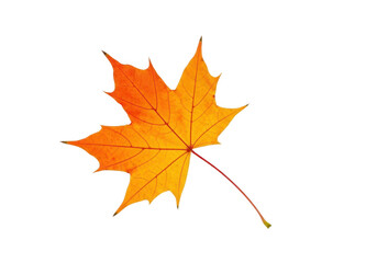 A vibrant orange maple leaf, a quintessential symbol of autumn, is isolated on a clean transparent background, showcasing its intricate veins and delicate stem