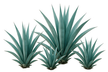 Fototapeta premium Agave tequilana plant, isolated image