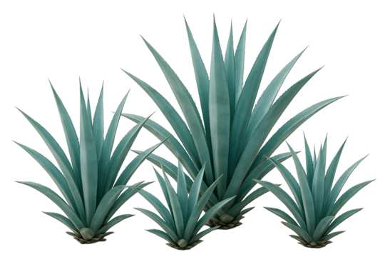 Agave tequilana plant, isolated image