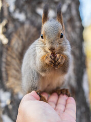 A squirrel in the autumn eats nuts from a human hand. Eurasian red squirrel, Sciurus vulgaris