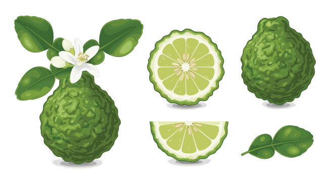 A detailed set of kaffir limes (makrut limes) featuring whole fruit, various cross-section slices, fragrant white flowers, and distinctive leaves on a branch.