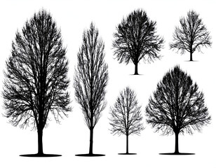 Silhouetted Trees Diverse Collection of Bare Tree Illustrations