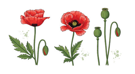 Fototapeta premium Detailed botanical illustration of poppy flowers and their lifecycle, showcasing vibrant red blooms, a developing bud, and mature green seed pods, isolated on white.