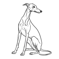 Line art of a graceful greyhound sitting, looking off to the side