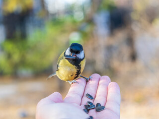 A tit sits on a man's hand and eats seeds.