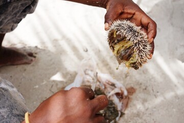 Local fisherman opens a wild sea urchin on a tropical beach in Dominican Republic. g.