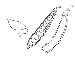 Line drawing of a pea pod opened with peas inside, pods, and leaves