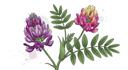 Vivid botanical drawing showcasing a plant with two racemes of purple and pink flowers, complemented by green pinnate leaves on a white background.