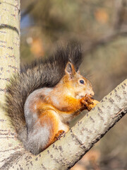 The squirrel with nut sits on tree in the autumn. Eurasian red squirrel, Sciurus vulgaris.