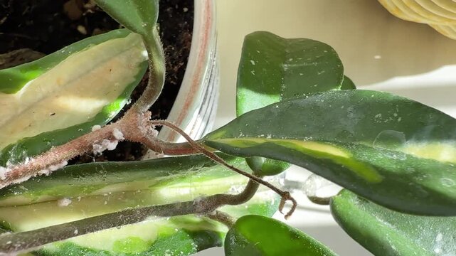 Hoya plant leaves infested with mealybugs pest, Close-up of Hoya plant leaves damaged by mealybugs (Pseudococcidae). White cotton-like pests covering green leaves of a houseplant. Concept 